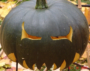 Jack 6